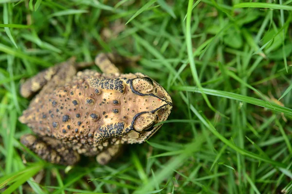 Toad — Stockfoto