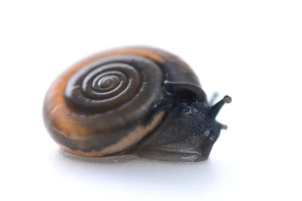 Small snail — Stock Photo, Image