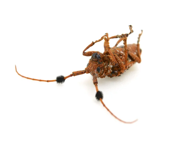 Death beetle — Stock Photo, Image