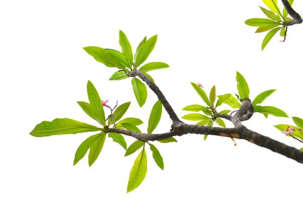 Frangipani tree — Stock Photo, Image