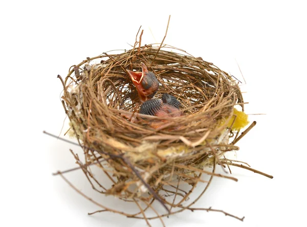 Fågelunge i ett rede — Stockfoto