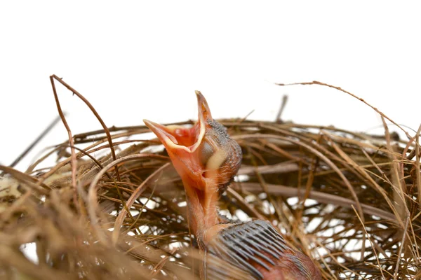 Uccellino in un nido — Foto Stock