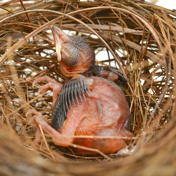 Bebé pájaro en un nido —  Fotos de Stock