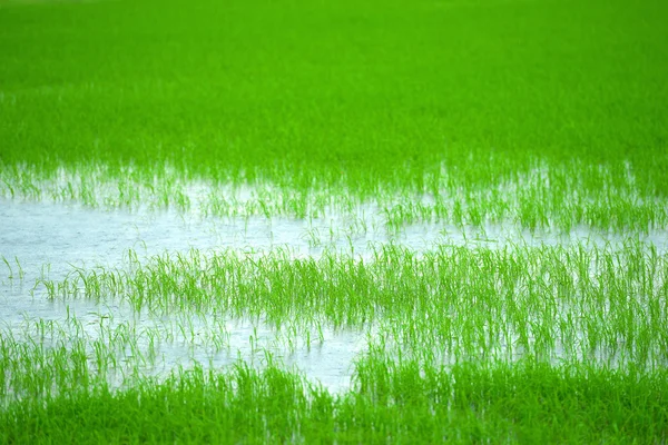 Rice Paddy — Stock Photo, Image