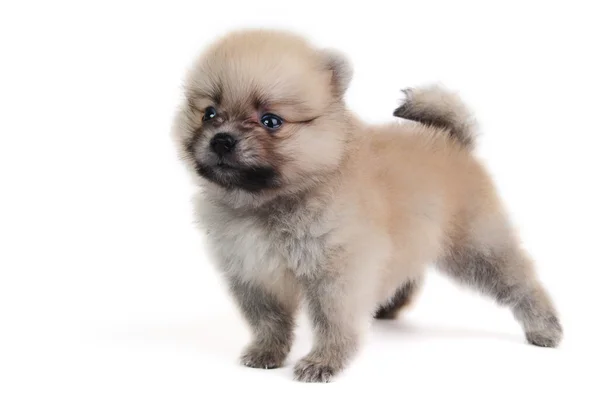 Pomeranian cream puppy — Stock Photo, Image