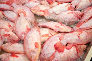 Nil tilapia
