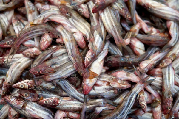 Striped eel catfish — Stock Photo, Image