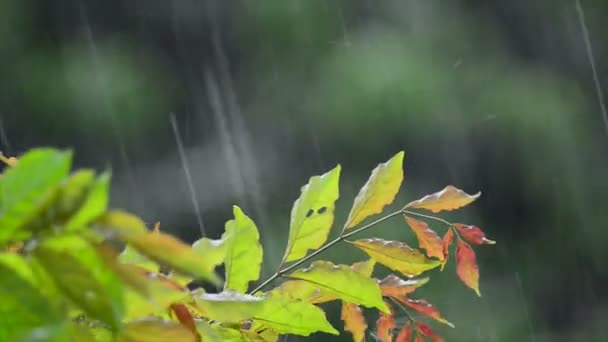 Tropikalny deszcz — Wideo stockowe