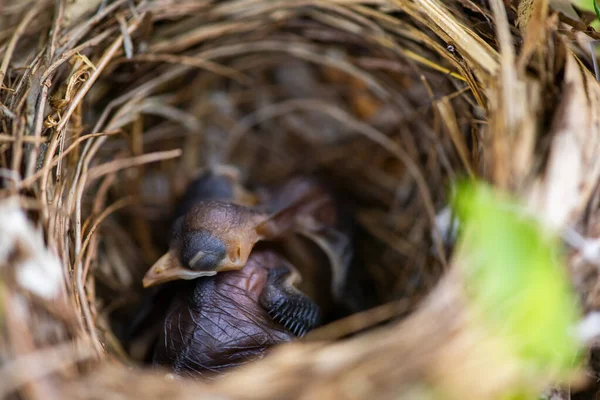 Baby Birds Sleeps Nest — 스톡 사진