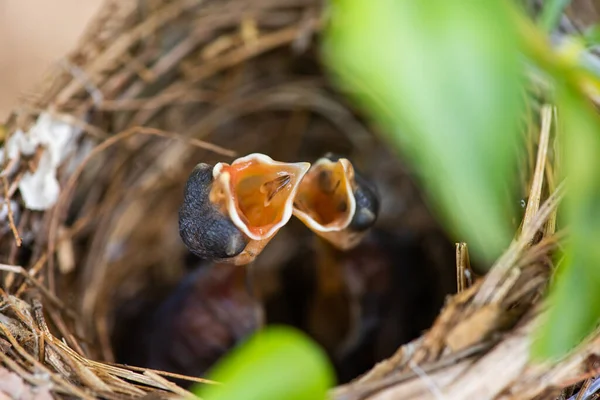 Two Hungry Baby Bird Nest —  Fotos de Stock