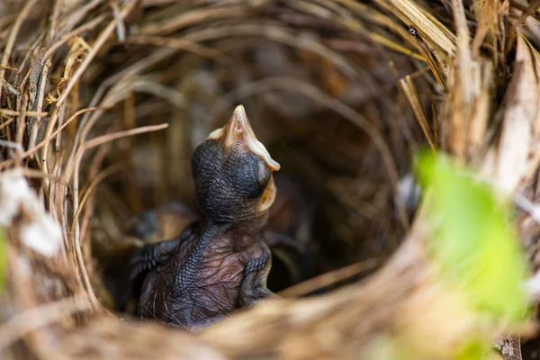 Baby Vogel Nest Stockbild