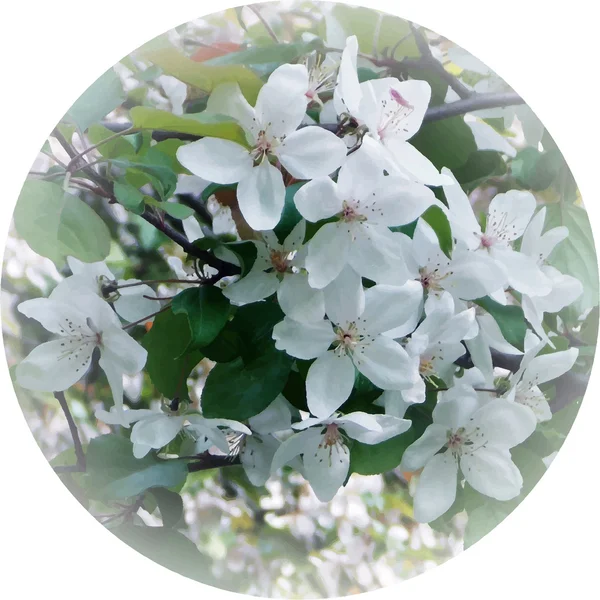 Фотореалистичные птичьи цветки вишни — стоковый вектор