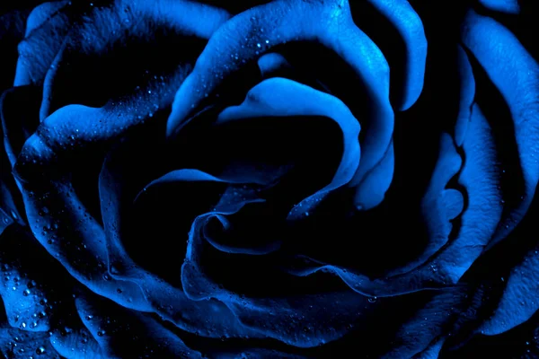 Modrá Růže Kapkami Rosy — Stock fotografie