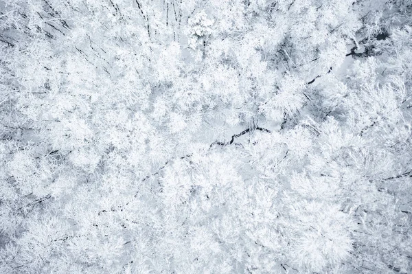 ドローンからの冬の森の空中ビュー — ストック写真