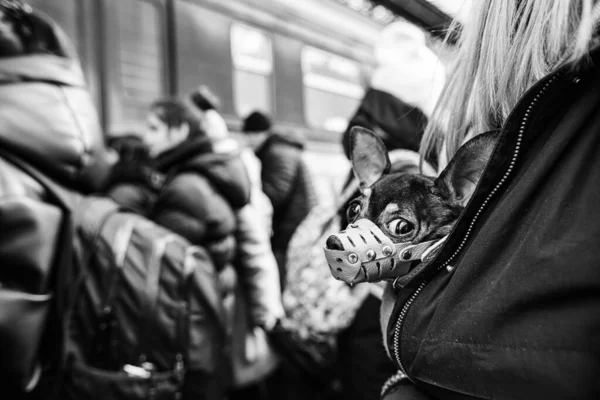 Lviv Ukraine March 2022 Ukrainian Refugees Lviv Railway Station Waiting — Stock Photo, Image