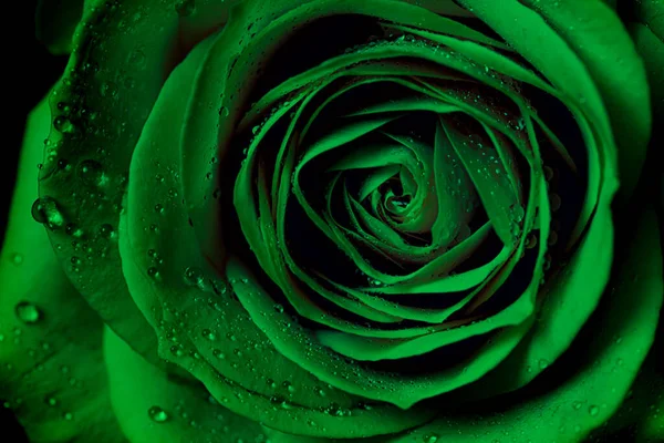 Green Rose Background Design Purpose — Photo