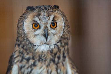 Kurtarılan hayvanların evindeki baykuşa yakın çekim