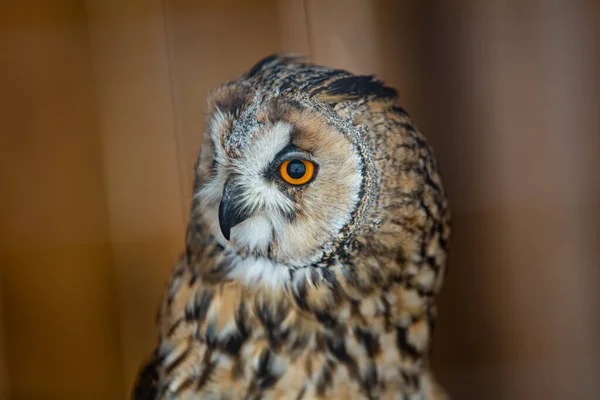 Sluitingen Van Uilen Het Huis Van Geredde Dieren — Stockfoto