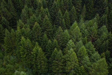 Skole Beskids Ulusal Doğa Parkı. Ormandaki ve dağdaki İHA 'nın yakın görüntüsü. Duvar kağıdı, doku, arkaplan