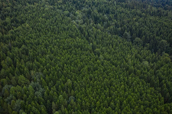 Narodowy Park Przyrody Skole Beskids Widok Bliska Drona Las Góry — Zdjęcie stockowe