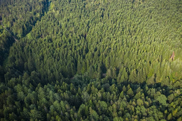 Narodowy Park Przyrody Skole Beskids Widok Bliska Drona Las Góry — Zdjęcie stockowe