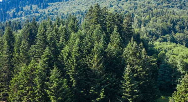 Skole Beskids Ulusal Doğa Parkı. Ormandaki ve dağdaki İHA 'nın yakın görüntüsü. Duvar kağıdı, doku, arkaplan