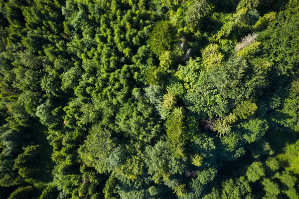 Skole Beskids Ulusal Doğa Parkı. Ormandaki ve dağdaki İHA 'nın yakın görüntüsü. Duvar kağıdı, doku, arkaplan