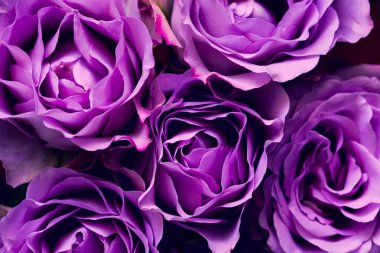 Mor gül ve çiğ damlaları