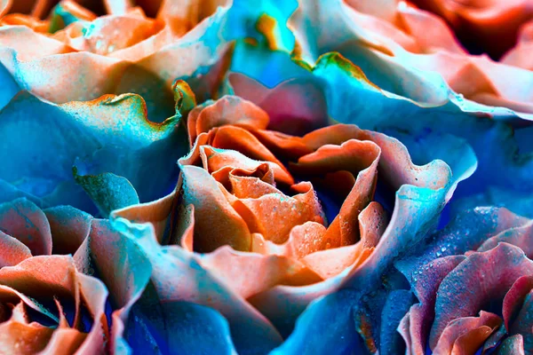 Colorful Rose Dew Drops — Stock Photo, Image