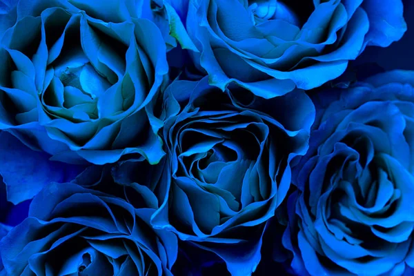 Modrá Růže Kapkami Rosy — Stock fotografie