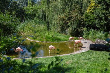 Hayvanat bahçesinde göl kenarında pembe flamingo