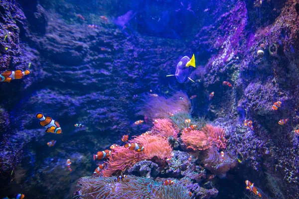 Clownfish and Blue Tang in aquarium in zoo