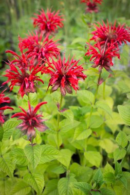 Yeşil arka planda kırmızı naneli Monarda çiçekleri. Yaz bahçesinde çay için güzel kokulu bitkiler. yakın plan
