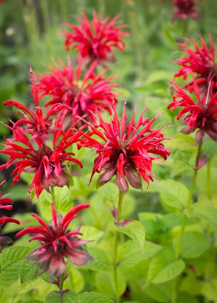 Rote Minze Monarda Blüht Auf Grünem Hintergrund Duftende Pflanzen Für lizenzfreie Stockfotos