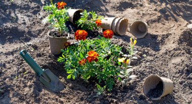 Bahçeye çiçek fideleri ekiyorum. Bahçede bahar işi. Kadife çiçeği tohumları.