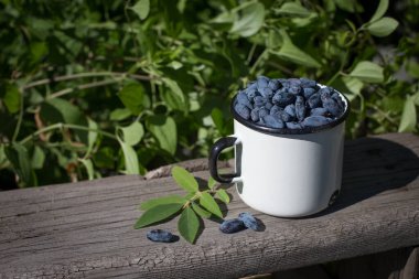 Fresh honeysuckle berries with leaves in an iron mug on the background of a wooden table. Agriculture, gardening, the concept of the summer harvest.