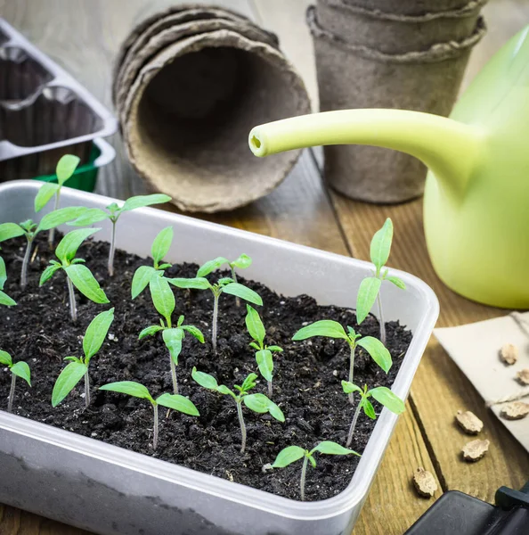 Tepside taze yeşil domates fideleri.