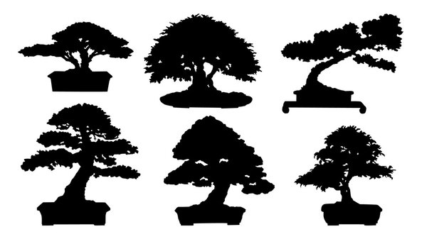 Bonsai silhouette