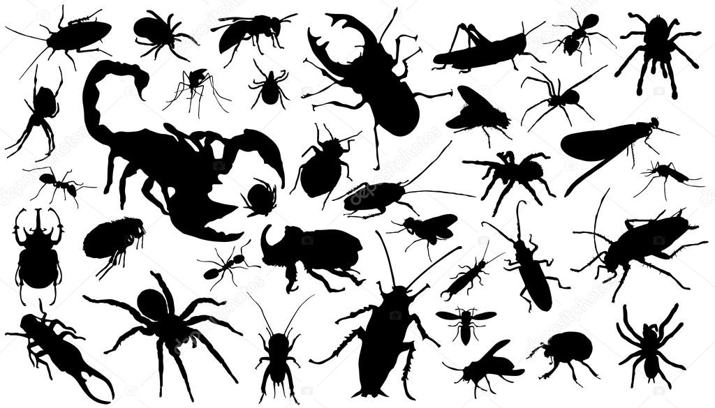 Insect silhouettes