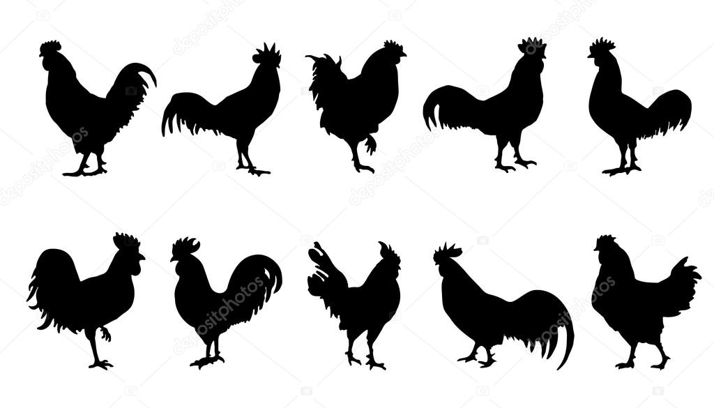 Rooster silhouettes on the white background
