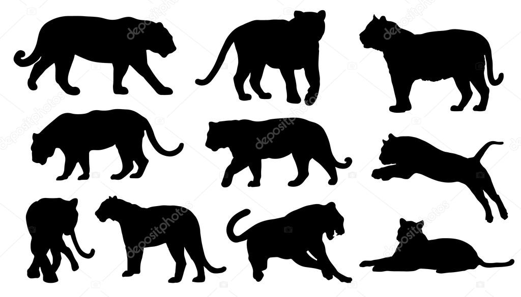 Tiger silhouettes on the white background