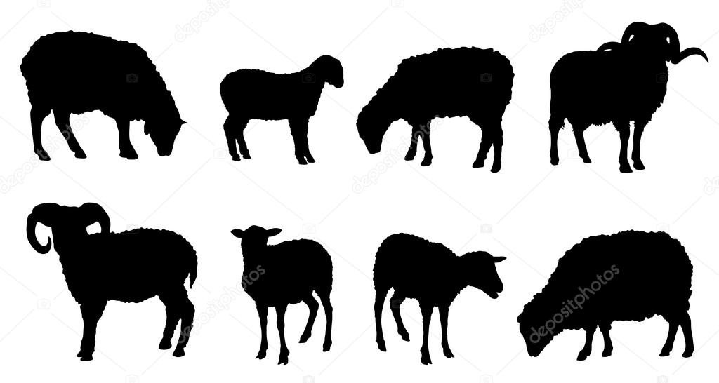 Sheep silhouettes on the white background