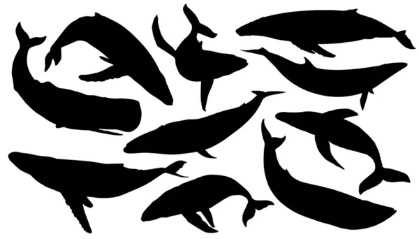 Siluetas de ballena — Vector de stock