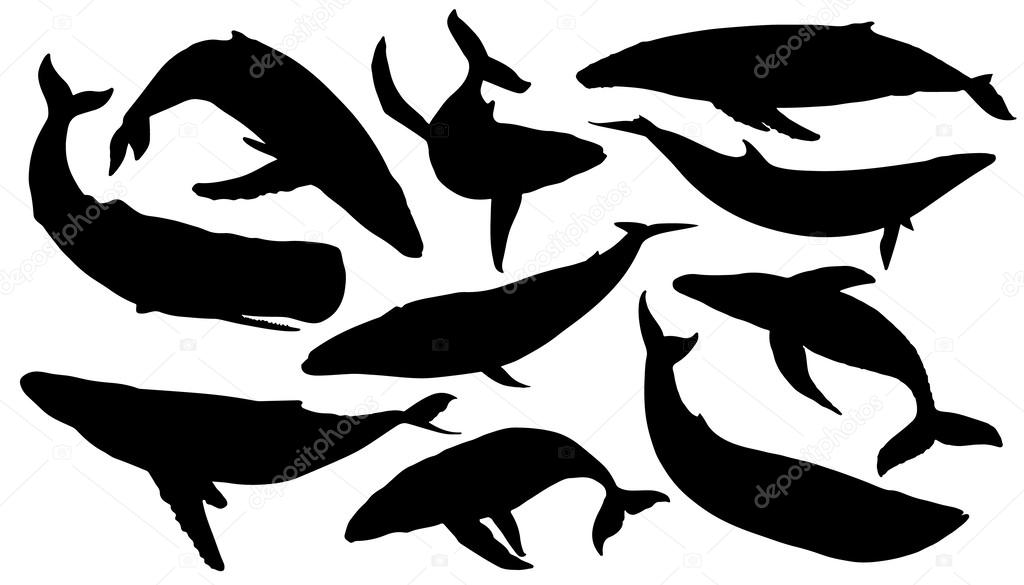 Whale silhouettes on the white background