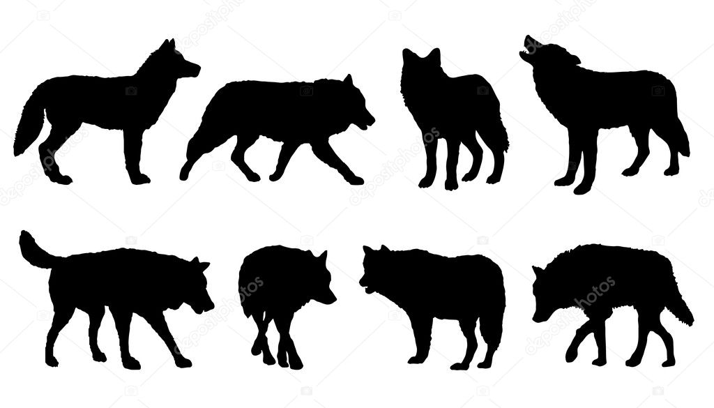 Wolf silhouettes on the white background