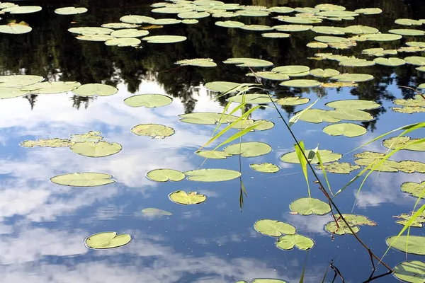 Árboles matutinos reflejados en el lago Imágenes de stock libres de derechos