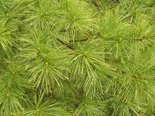 White pine nål mönster Royaltyfria Stockfoton