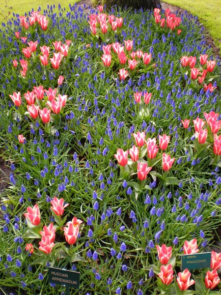 Flowerbed Stock Photo