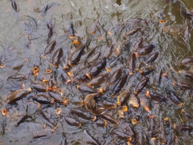 Antik Yunan Sfenks Heykeli