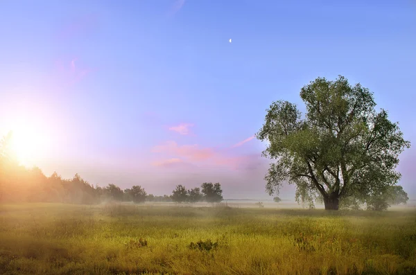 Misty morning — Stock Photo, Image